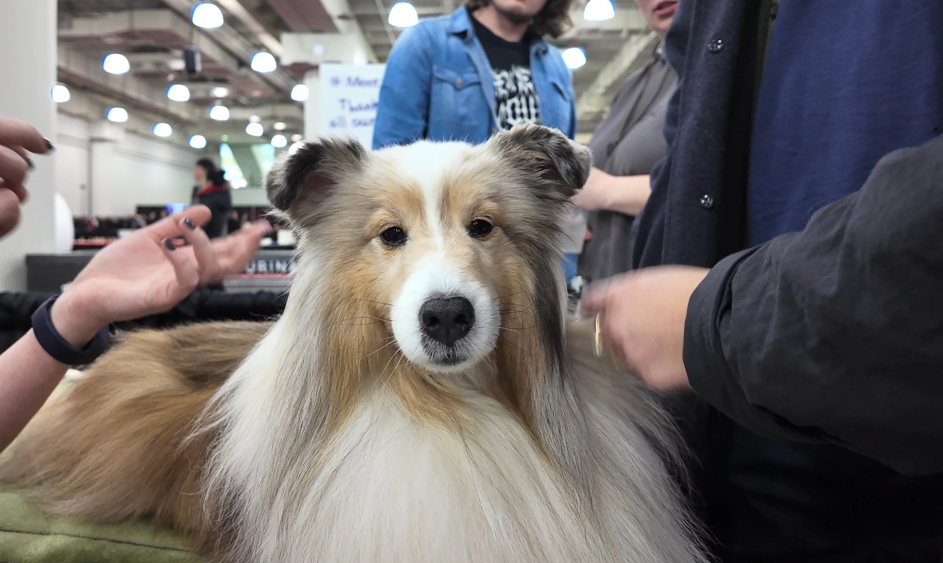 The AKC Meet the Breeds A Fun Filled Weekend Puppy Party in New York City