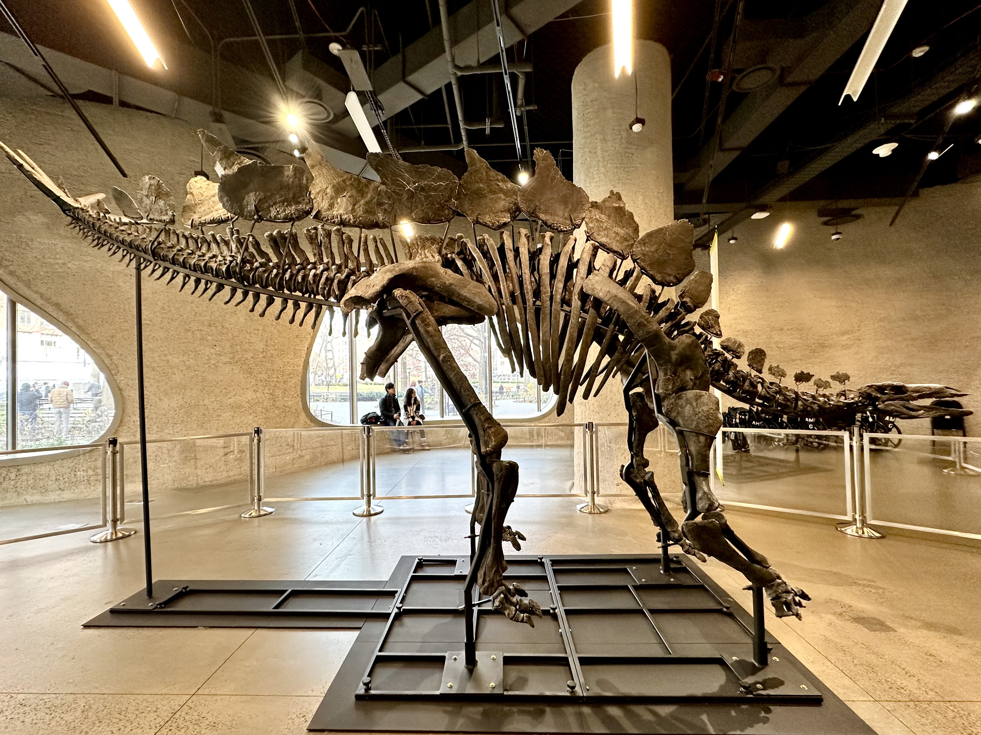 Discover Apex a Remarkable Stegosaurus at the American Museum of Natural History